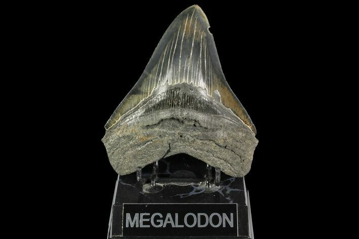 Serrated, Fossil Megalodon Tooth - Colorful Enamel #138988